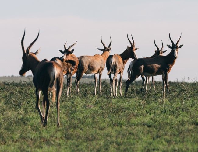 Bangweulu Wetlands
